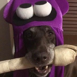 Meet your Posher, Kevin